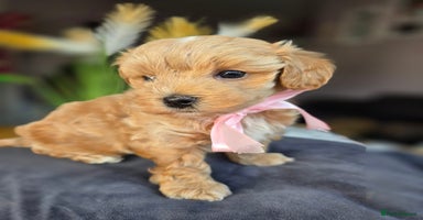 Maltipoo dogs - Advert 8