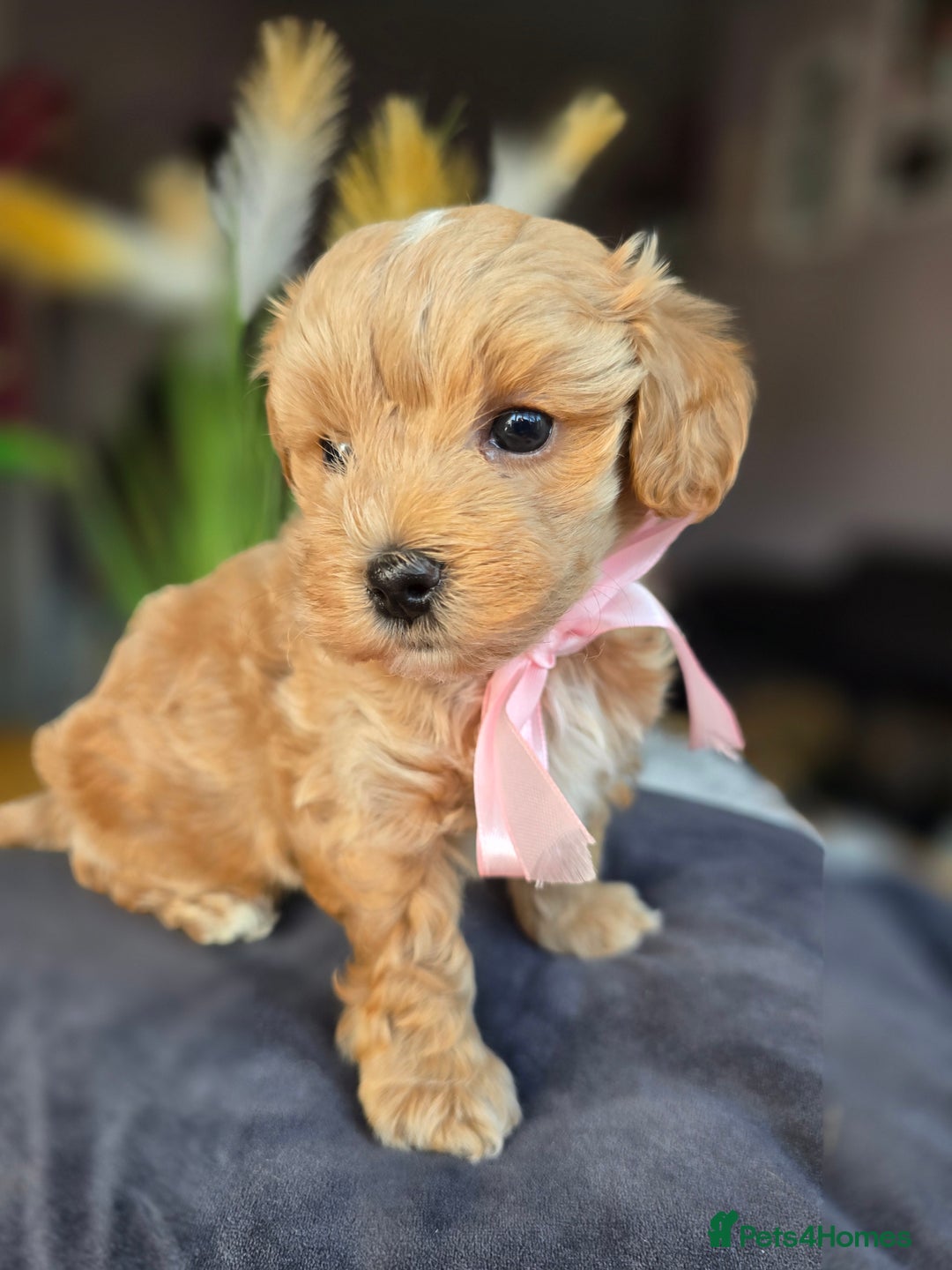 Maltipoo dogs for sale: LAST 🩷 BOY  looking forever home 🏡 😍  - Image 2