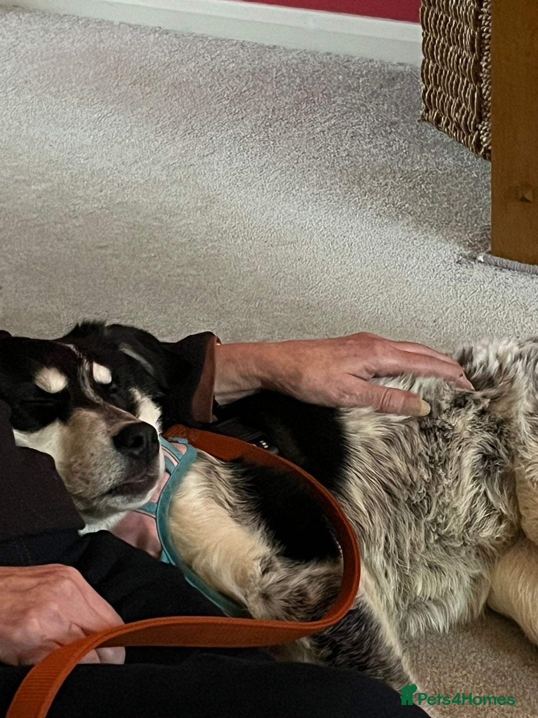 Mixed Breed dogs for adoption: Mimi  - Advert 3