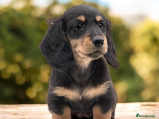 Miniature Dachshund dogs Miniature long haired dachshund female - Advert 4