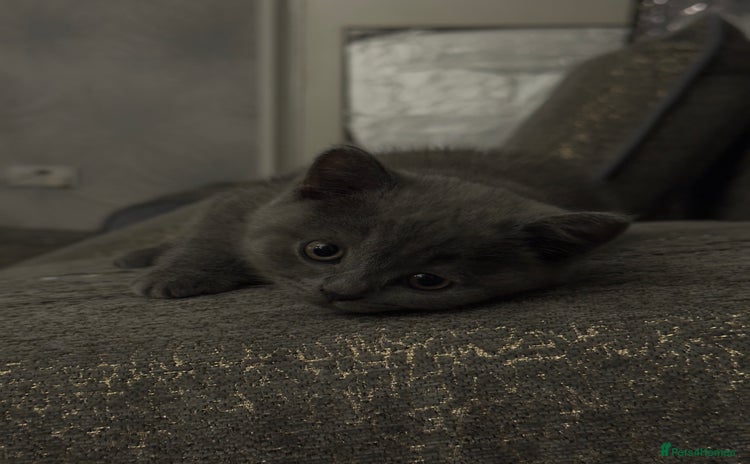 British Shorthair cats - Advert 12