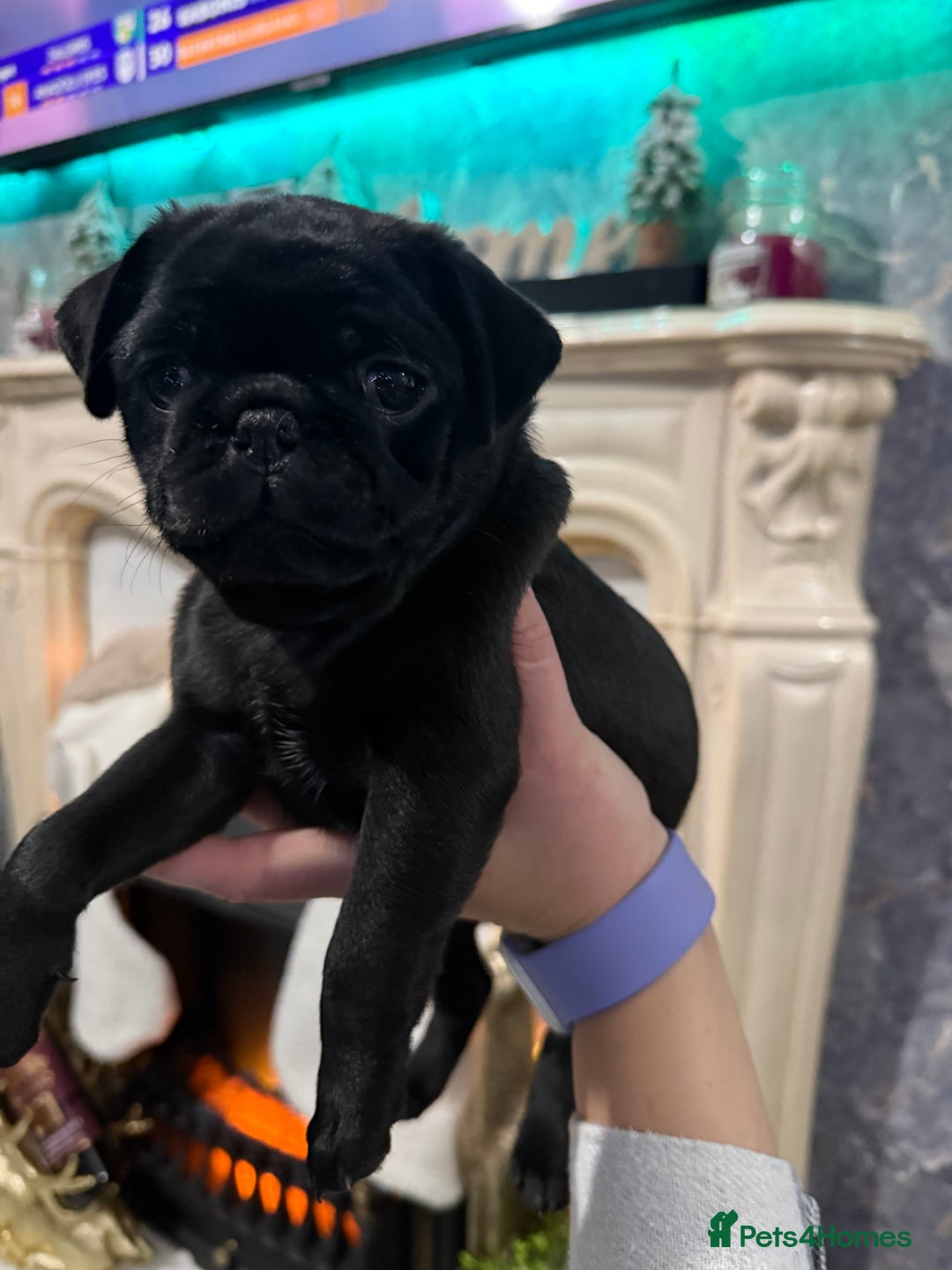 Pug dogs for sale: Two girls and one boy are available;)  - Advert 2