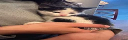 Mixed Breed cats for sale: Fluffy, Happy, Healthy Kittens! in Bungay - Advert 4