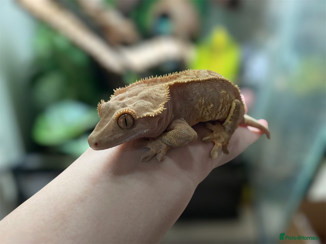 Gecko reptiles for sale: Stunning Red/Pink Harlequin Female Crested Gecko - Image 5