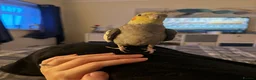 Cockatiels birds for sale: Male & Female Cockatiel  in Doncaster - Advert 2