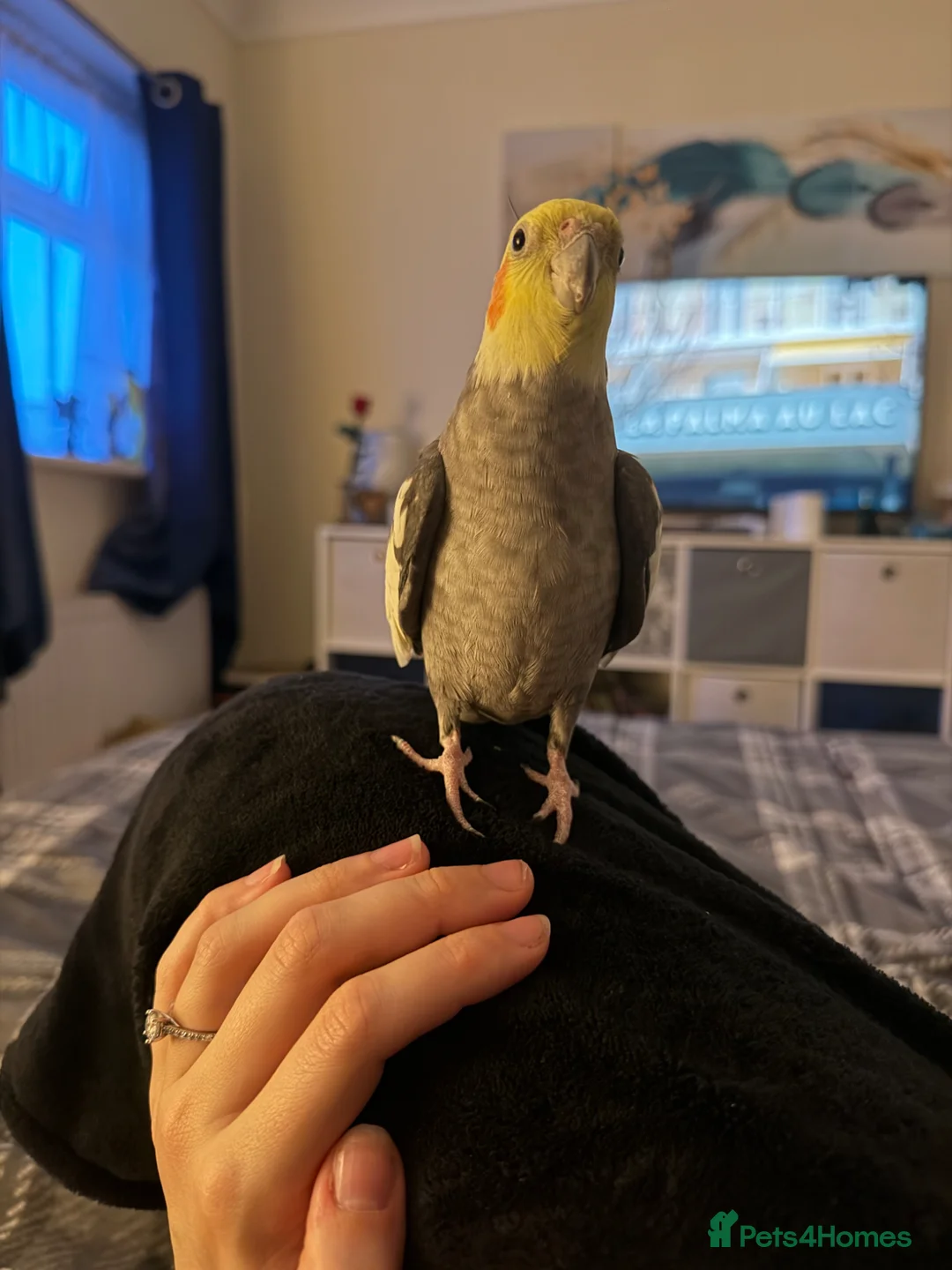 Cockatiels birds for sale: Male & Female Cockatiel  in Doncaster - Advert 2