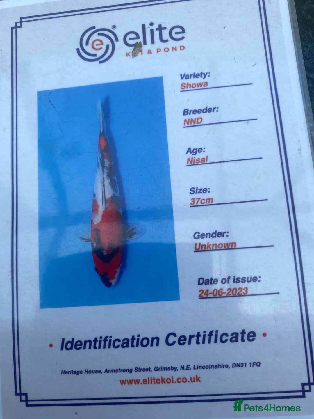 Koi Carp fish for sale: Koi fish - Image 17