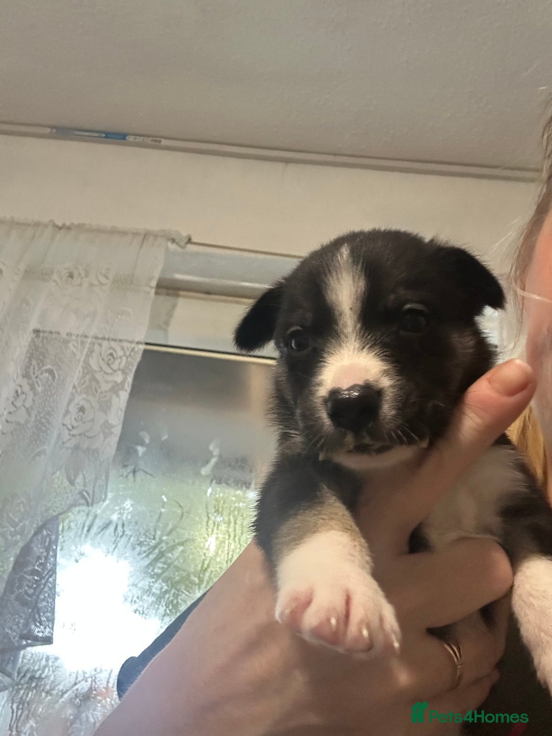 Mixed Breed dogs for sale: Puppies  - Image 5