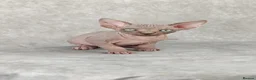 Sphynx cats for sale: Exceptional Sphynx Kittens – Best Pedigree.  - Advert 18