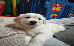 Golden Retriever dogs for sale: KC, Extensively Health tested Parents. Snow white - Image 5