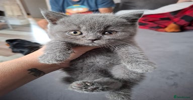British Shorthair cats in Hyde - Advert 13