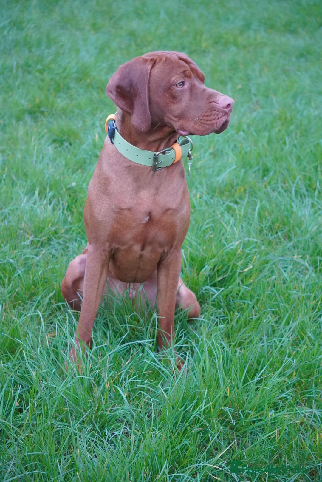 Hungarian Vizsla dogs for stud: Stunning young Vizsla stud - Mr Kipling🍰 (Essex) - Advert 2