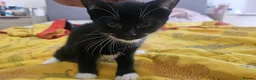 Mixed Breed cats for sale: Adorable kittens looking for loving home in Birmingham - Advert 17