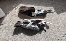 Maine Coon cats for sale: Kittens for sale - Image 1