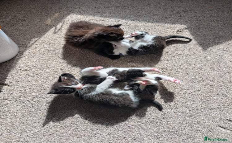 Maine Coon cats - Advert 10