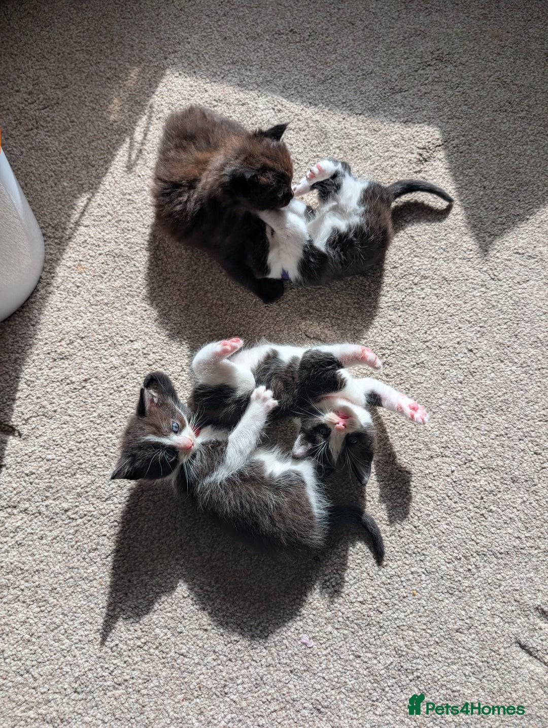 Maine Coon cats for sale: Kittens for sale - Image 1