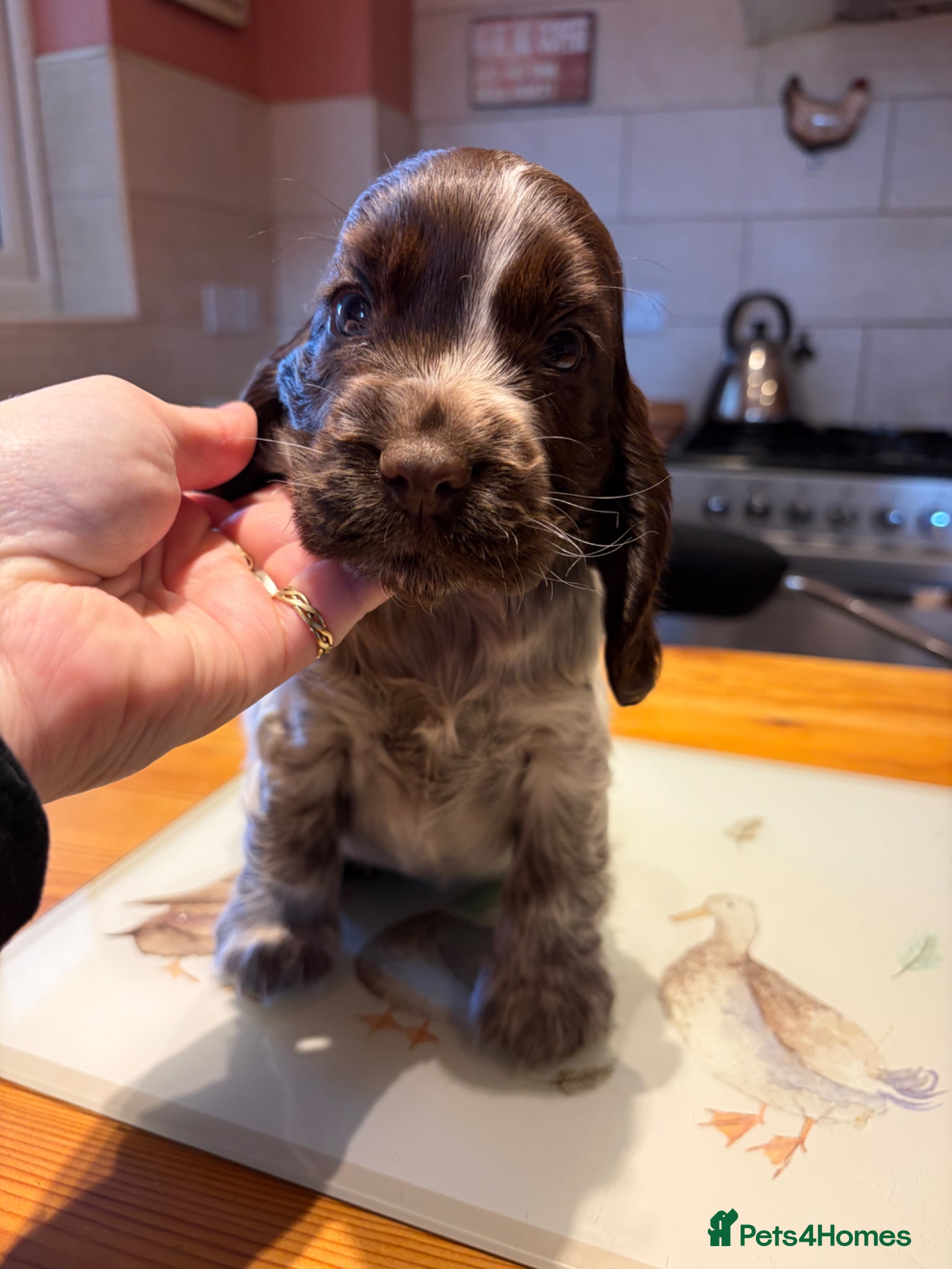 Cocker Spaniel dogs 2 left available Serbia import lines SHOW cockers  - Advert 18