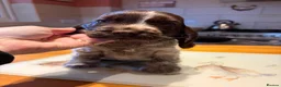 Cocker Spaniel dogs for sale: 2 left available Serbia import lines SHOW cockers  - Advert 8