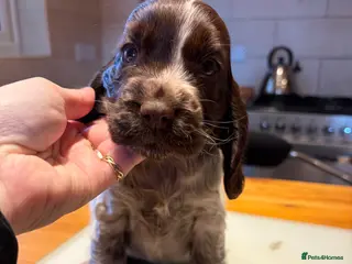 Cocker Spaniel dogs 2 left available Serbia import lines SHOW cockers - Advert 18
