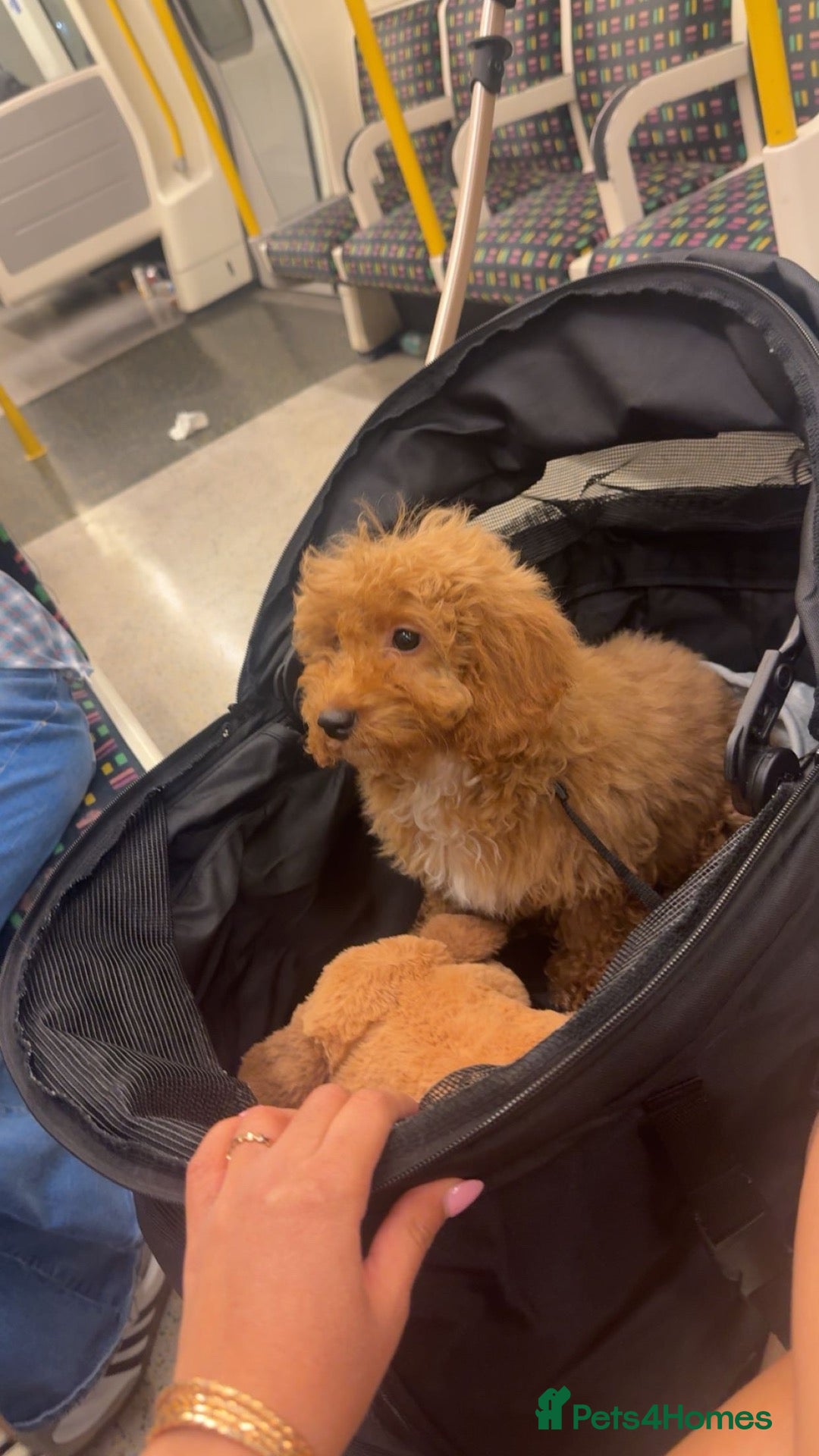 Cavapoochon dogs Beautiful Teddy Bear Cavapoochon Girl – Bijou - Advert 9