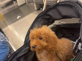 Cavapoochon dogs Beautiful Teddy Bear Cavapoochon Girl – Bijou - Advert 9