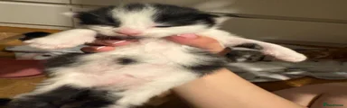 Domestic Shorthair 5