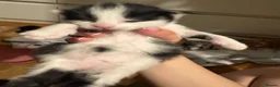 Domestic Shorthair cats for sale: Kittens for sale  - Advert 26