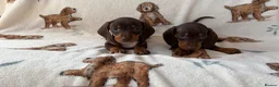 Dachshund dogs for sale: Dachshund puppies for sale  in Basildon - Advert 17