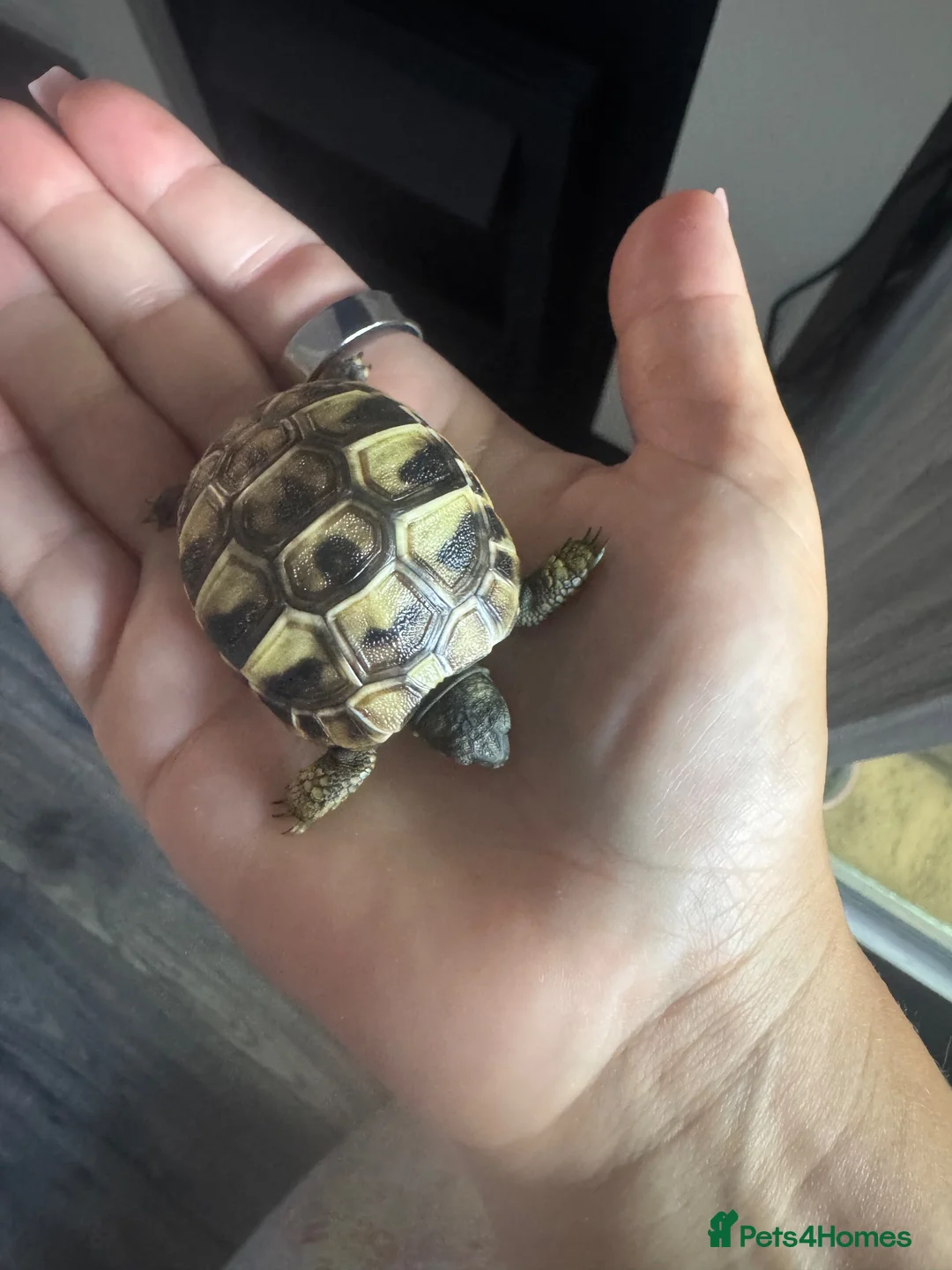 Hermann Tortoise reptiles for sale: Hermann tortoise - Advert 7