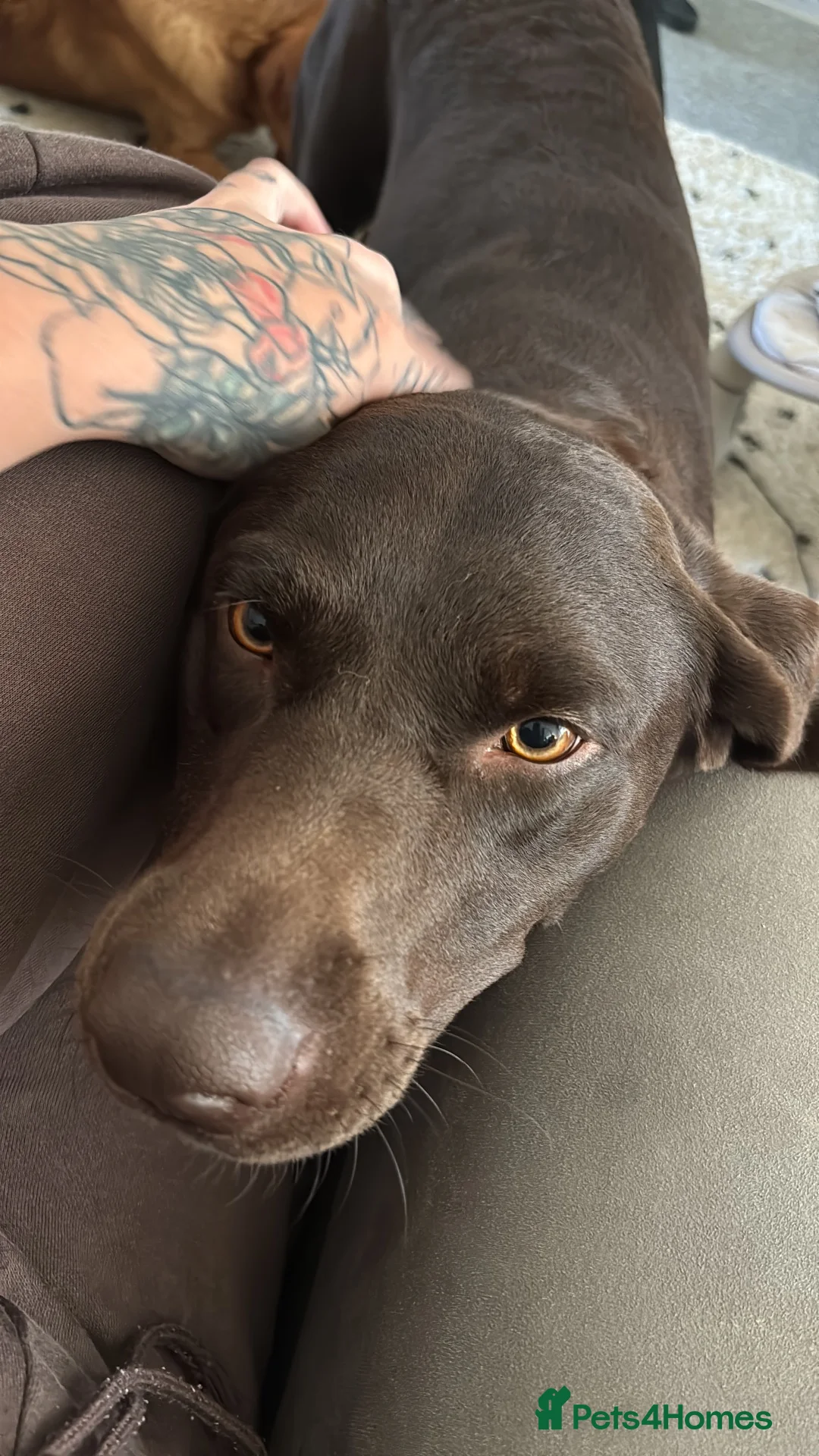 Labrador Retriever dogs for sale: Black Labrador Puppies  in Huntingdon - Advert 2
