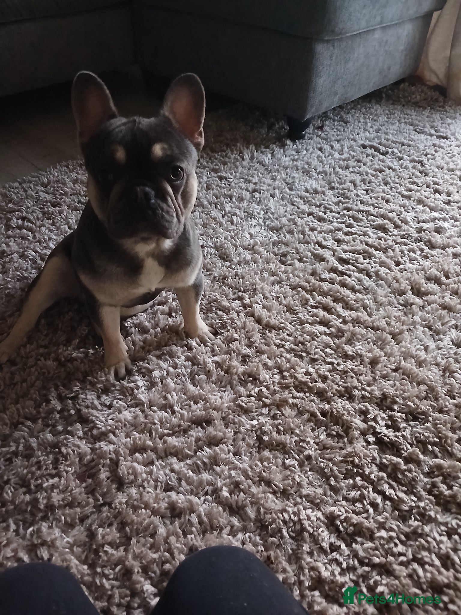 French Bulldog dogs French bulldog boy for sale  - Advert 1