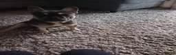 French Bulldog dogs for sale: French bulldog boy for sale  - Advert 1