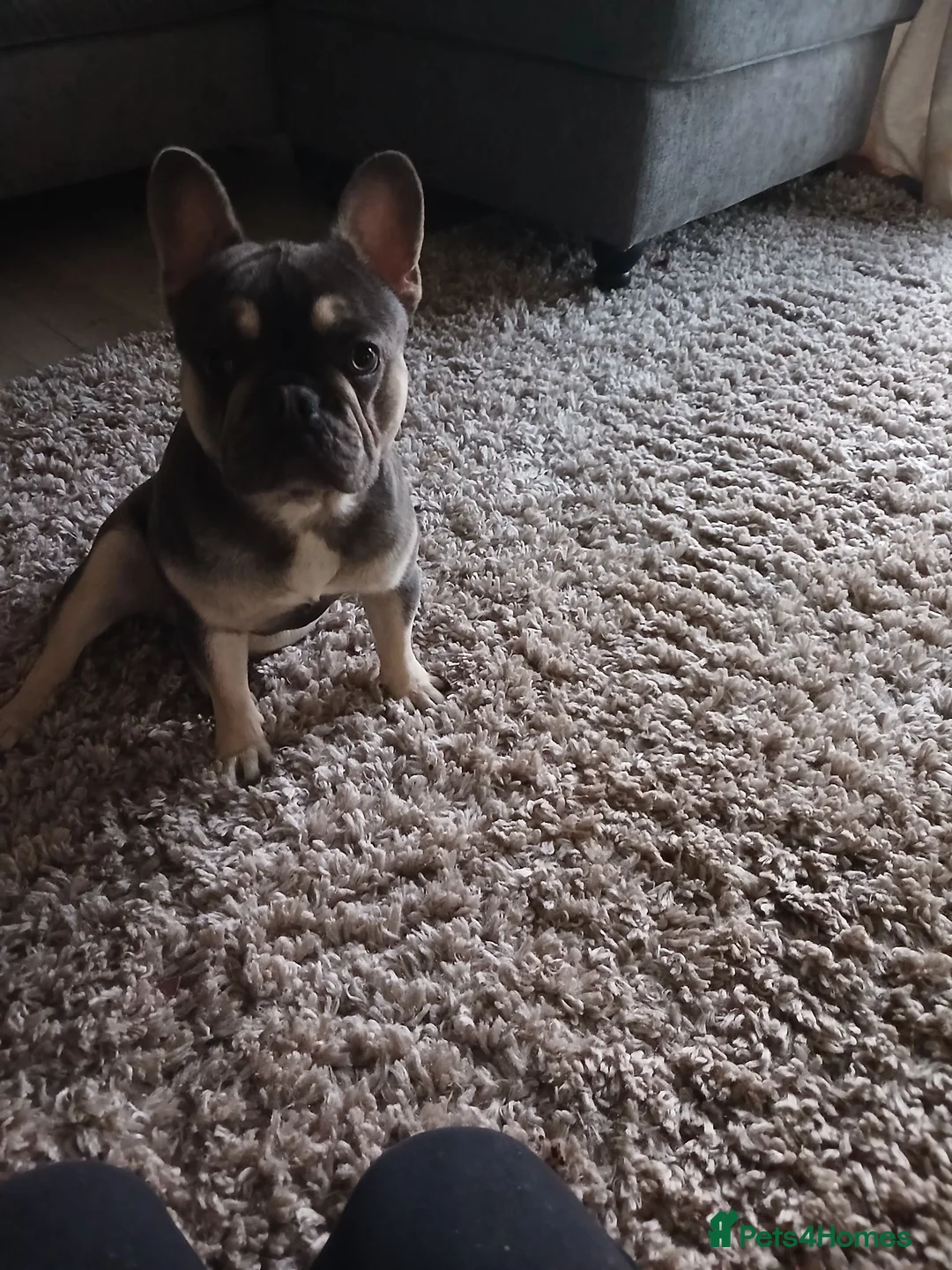 French Bulldog dogs for sale: French bulldog boy for sale  - Advert 1