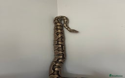 Python Snake reptiles for sale: Ball Python/ Royal Python  - Image 1