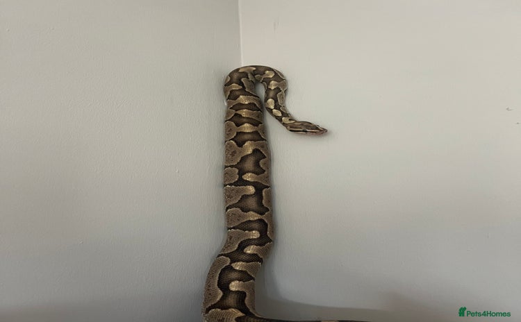 Python Snake reptiles - Advert 1