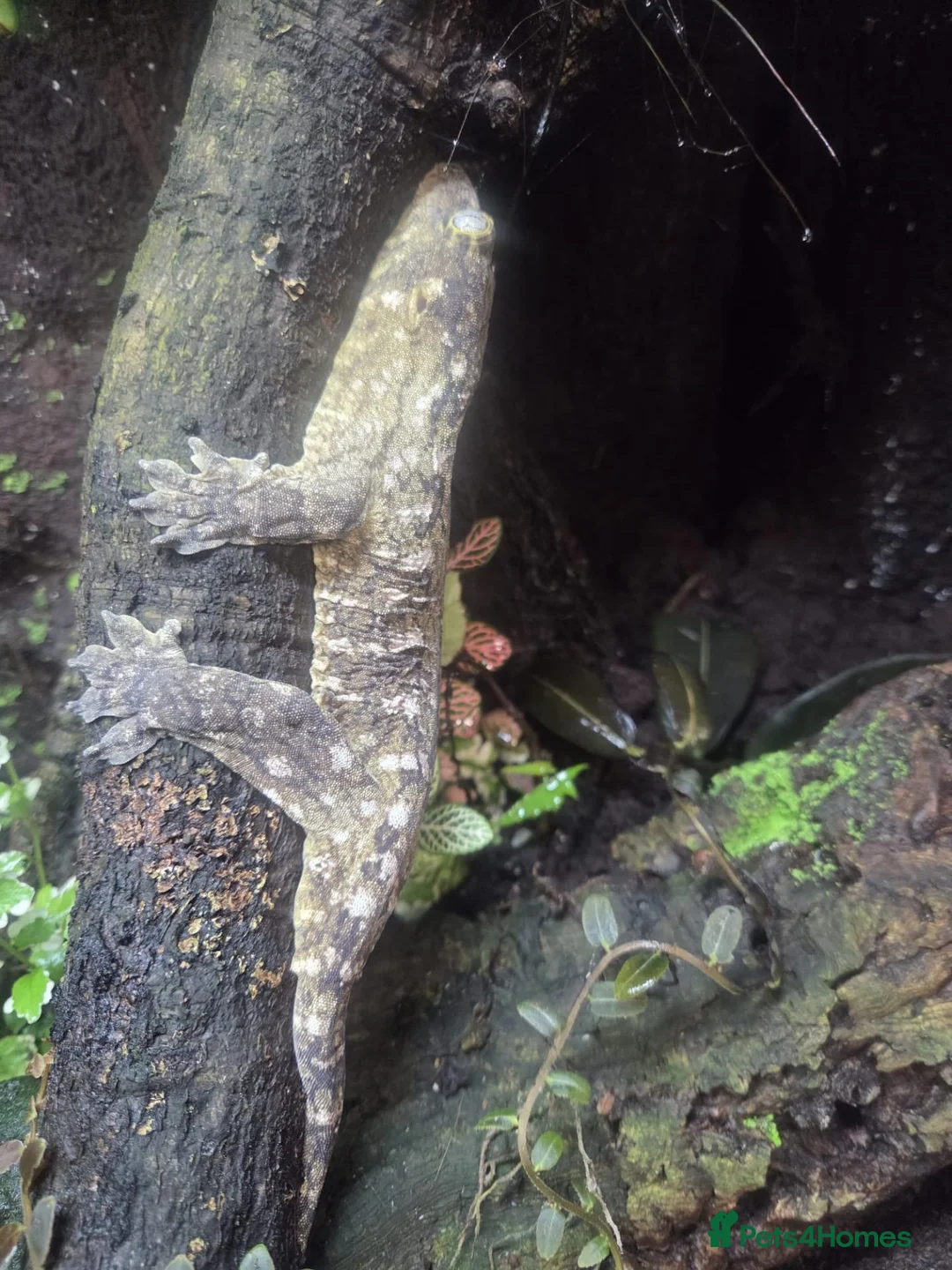 Gecko reptiles for sale: New Caledonia Giant Gecko in Burgess Hill - Advert 2