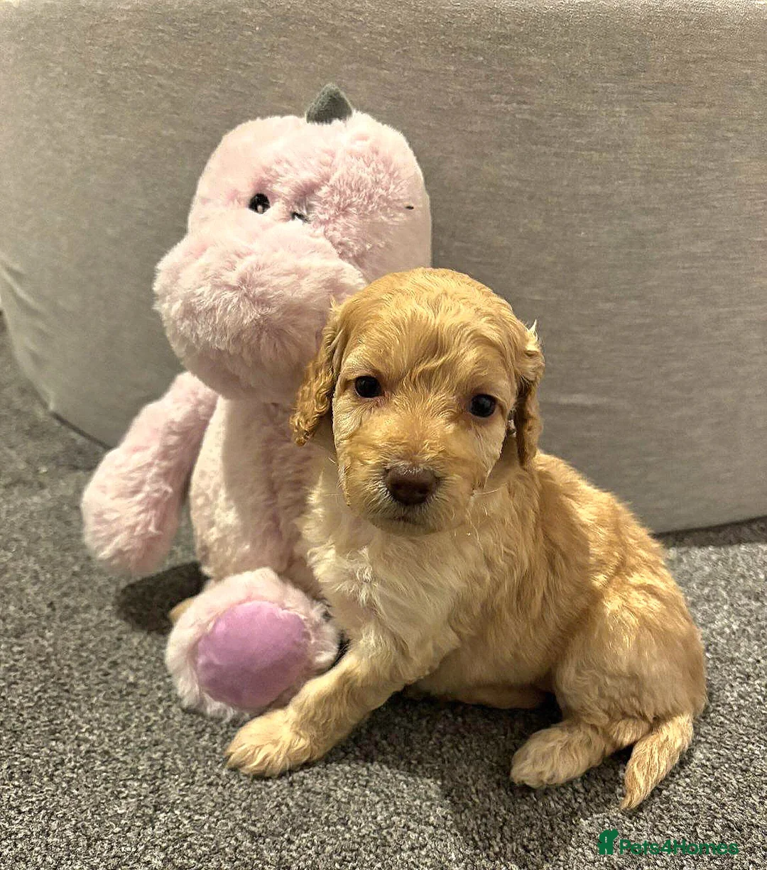 Cockapoo dogs for sale: Cockapoo Puppies - Advert 9