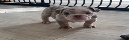 English Bulldog dogs for sale: ⭐️✨ English Bulldogs - KC Registered ⭐️✨ - Advert 14