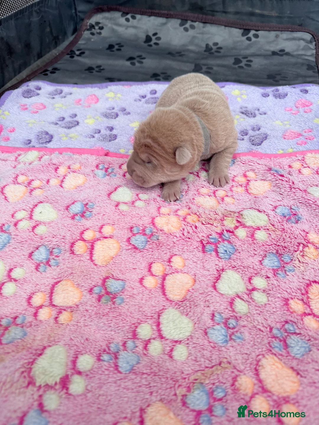 Shar Pei dogs for sale: Shar Pei Dilute puppies  - Advert 15