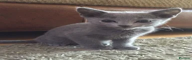Russian Blue 2