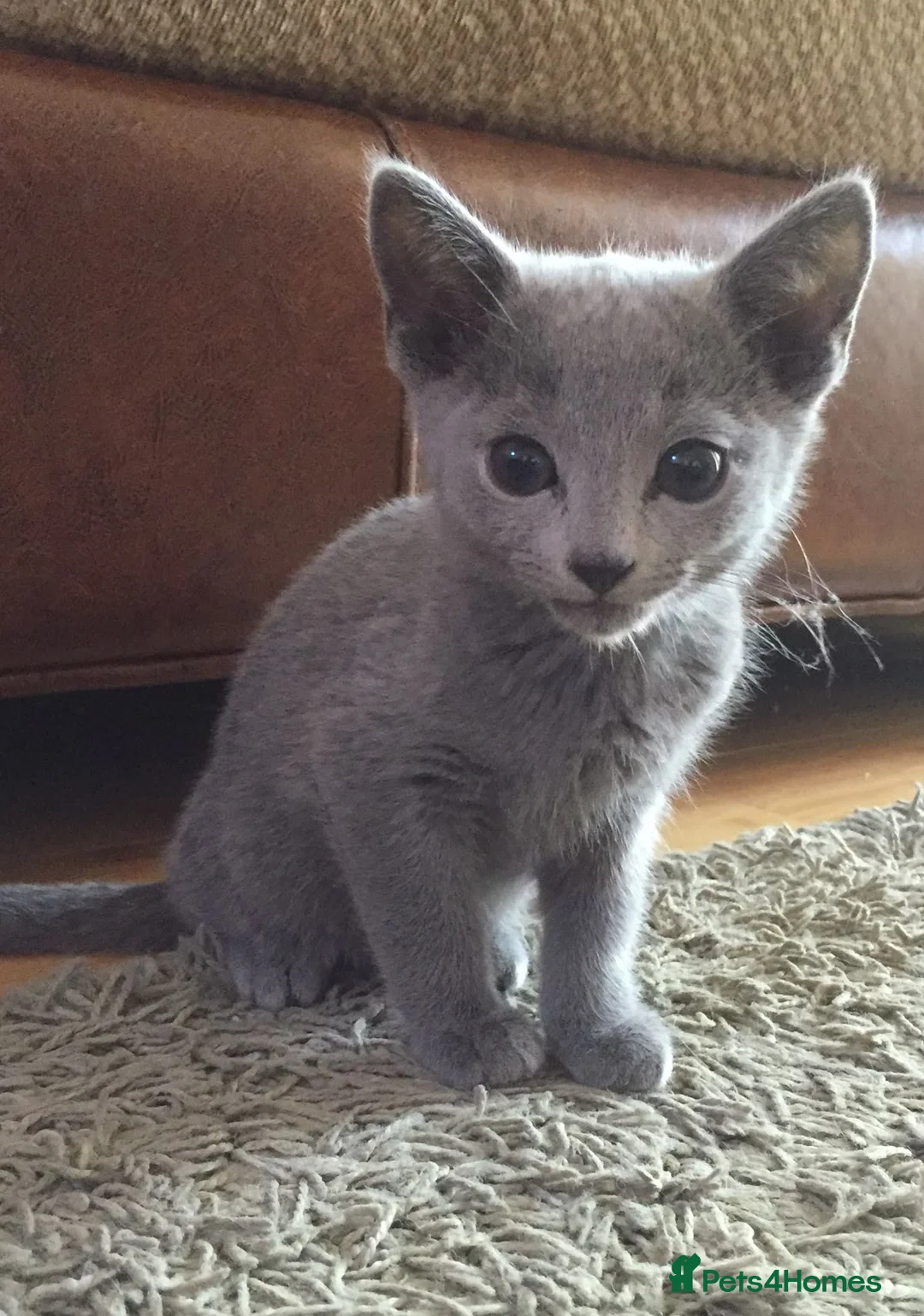 Russian Blue cats for sale: Russian Blue Kittens Looking for Forever Homes - Advert 3
