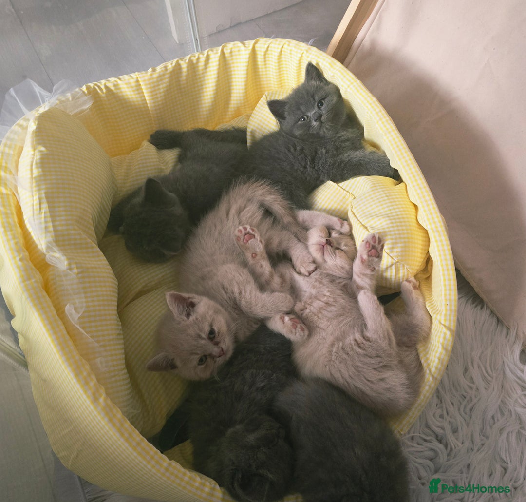 British Shorthair cats for sale: A charming kitten will be available in December. - Image 8