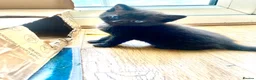 Mixed Breed cats for sale: 7 lovely kittens 4 chaps and 3 ladies - Advert 9