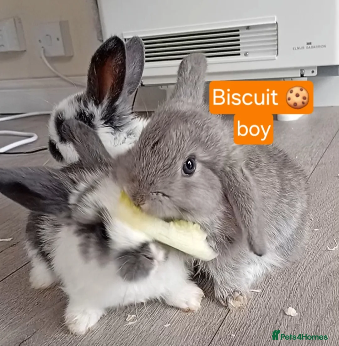 Mini Lop rabbits for sale: 4 adorable babies  - Advert 1