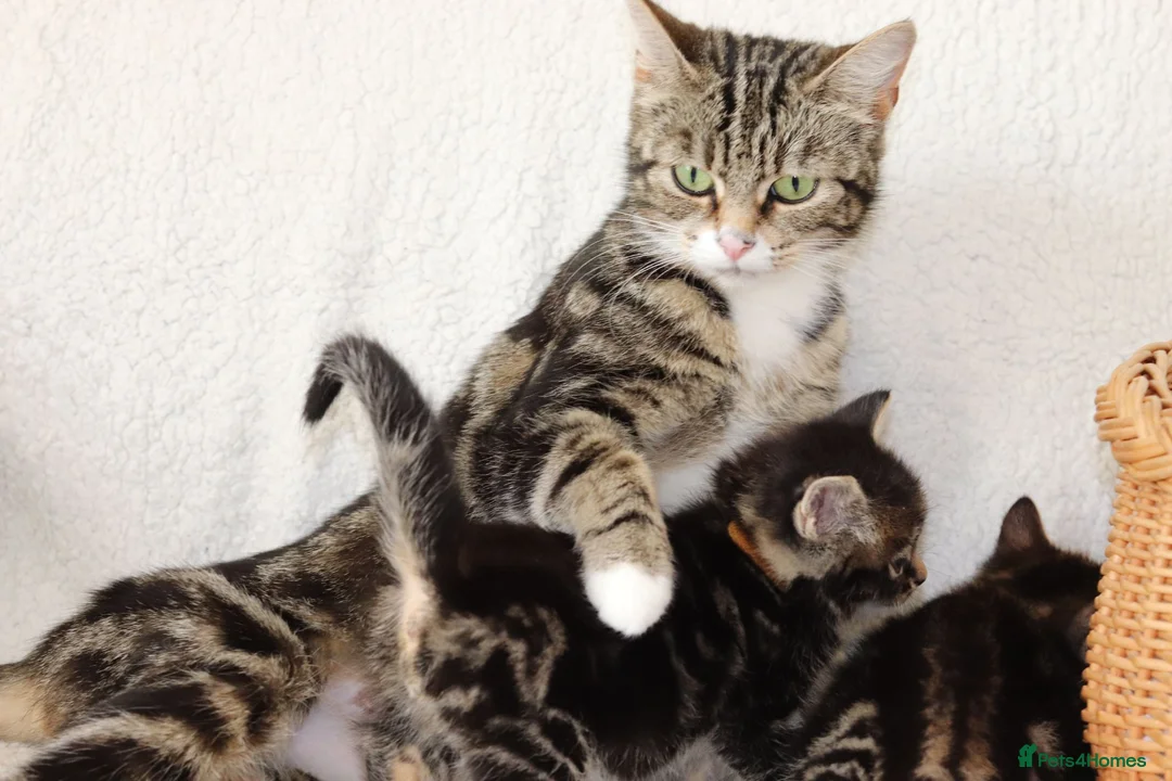 Mixed Breed cats for sale: Beautiful Kittens Ready NOW - Advert 2