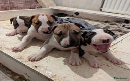English Bull Terrier dogs for stud: Proven Bull Terrier studs x 2 - Image 10
