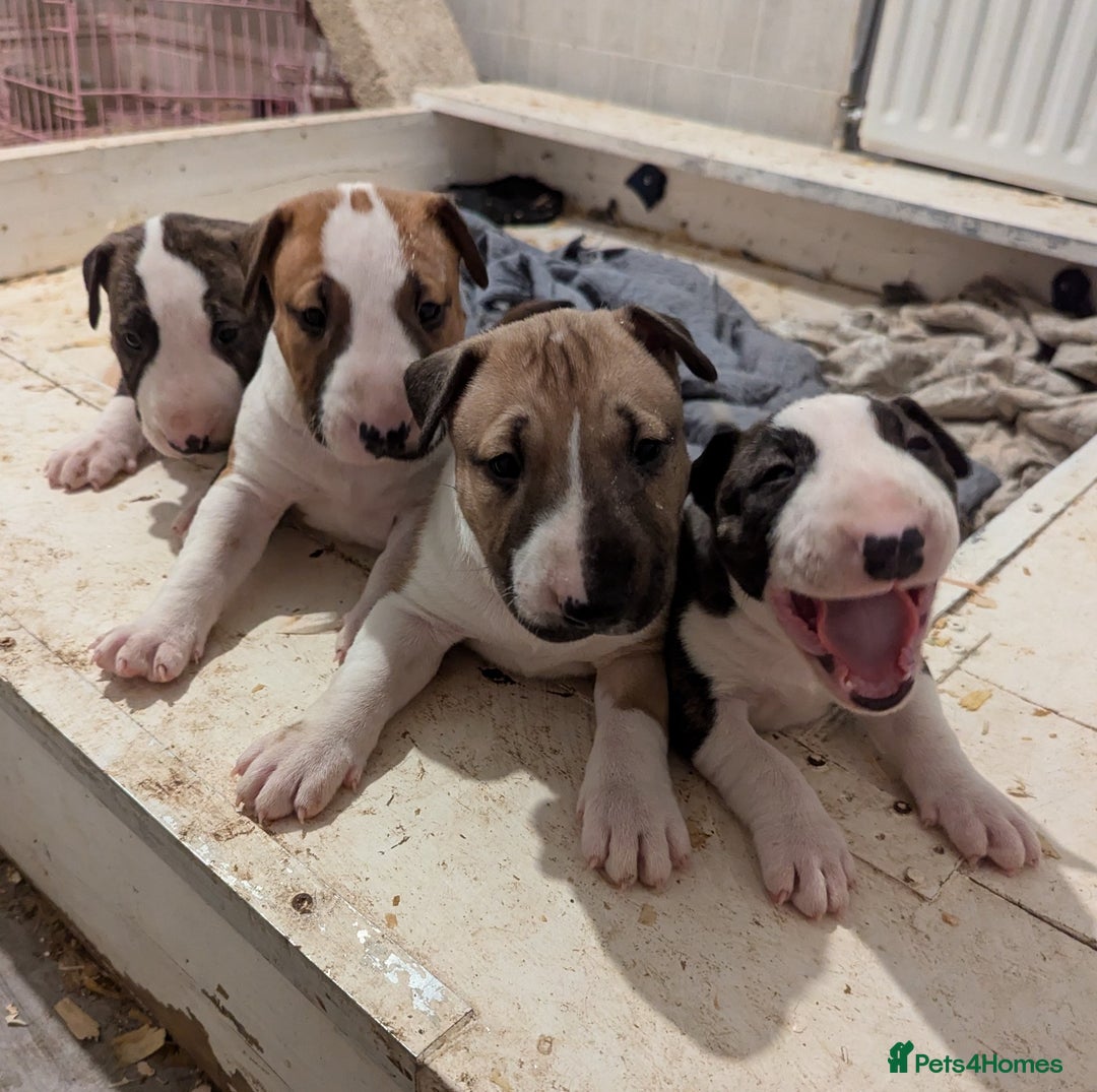 English Bull Terrier dogs for stud: Proven Bull Terrier studs x 2 - Image 10