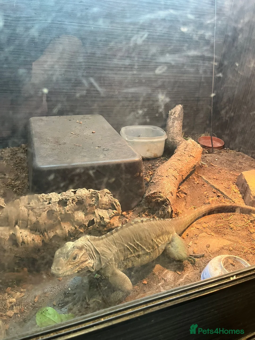 Iguana reptiles for sale: Rhino iguana - Advert 2