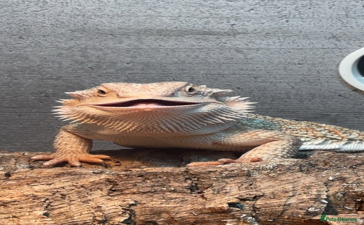 Bearded Dragon reptiles - Advert 3