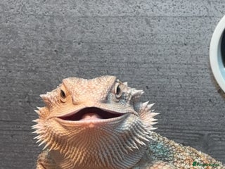 Bearded Dragon reptiles - Advert 22